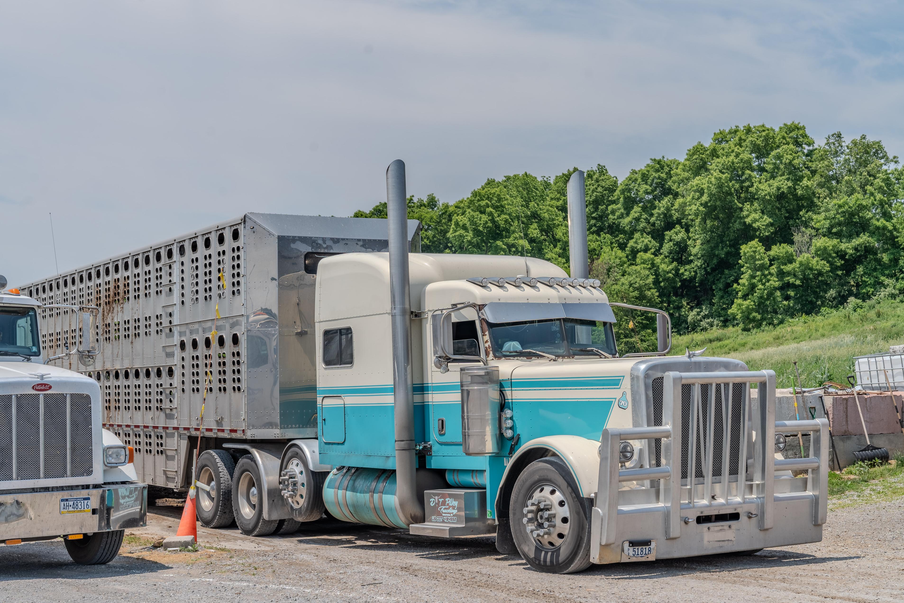 Cattle truck
